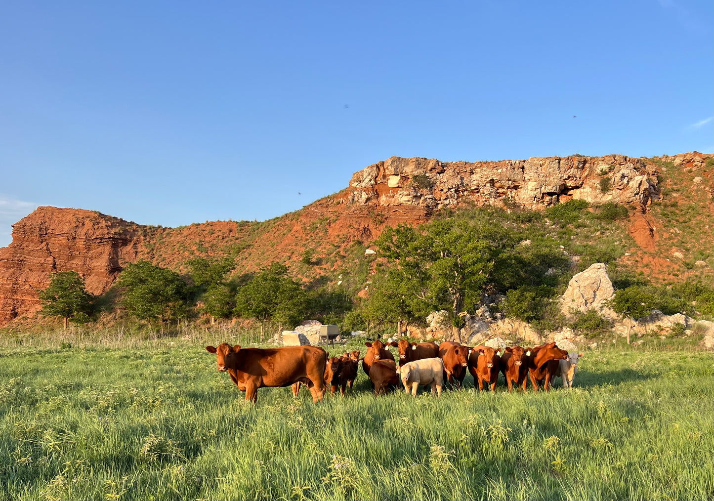 ENTIRE BEEF Deposit
